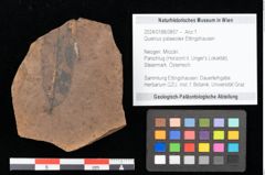 Foto (Objekt + Etikett) von Quercus palaeoilex Ettingshausen (NHMW-GEO-2024-0188-0857)